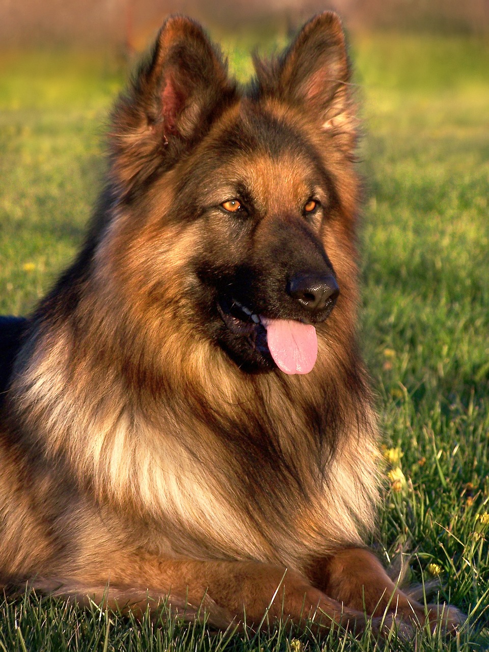 dog, friend, german shepherd-1877814.jpg